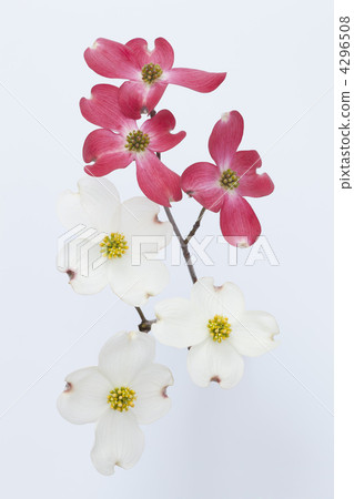 Red and white flower tree Red and white flower tree 4296508