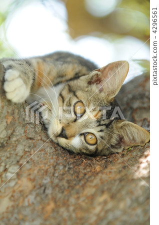 Nyanko 1 4296561