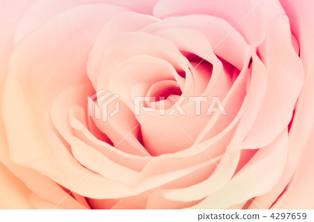 multicolor rose 4297659
