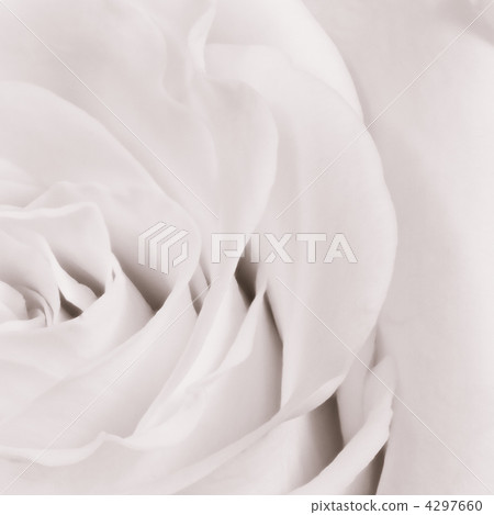 white rose close up 4297660