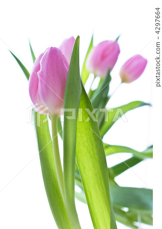 pink tulips pink tulips 4297664