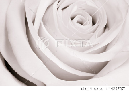 white rose close up 4297671