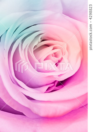 multicolor rose multicolor rose 4298823