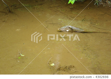 Ayu在池塘里游泳 4302698