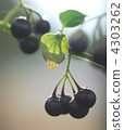 黑種子 水果 束 4303262
