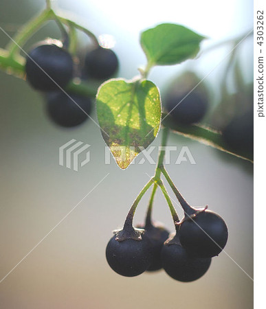solanum nigrum, black seed, fruit 4303262
