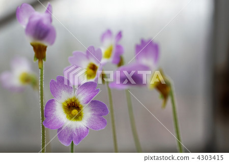 Musitime millet 4303415