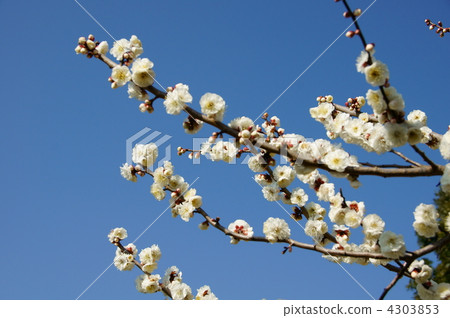 white plum blossom white plum blossom 4303853