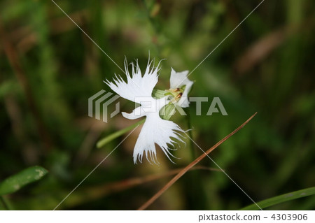 Virginity grass 4303906