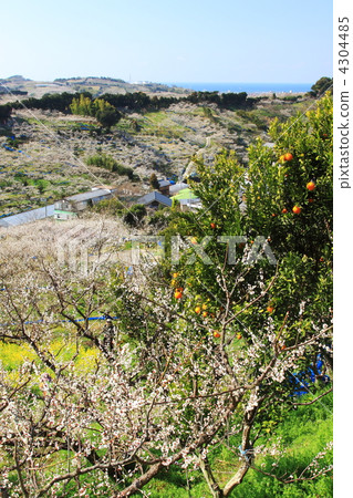 南梅林 南梅林 4304485