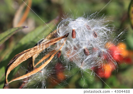 甘藷絨毛 甘藷絨毛 4304488