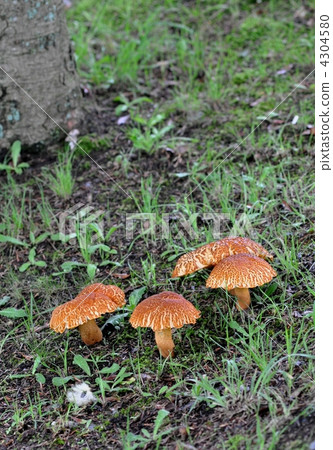 天然蘑菇,Akayamadori 天然蘑菇,Akayamadori 4304580