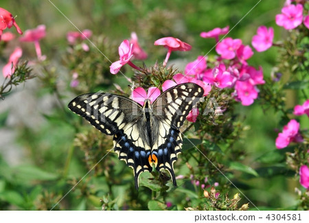 燕尾蝶 燕尾蝶 4304581