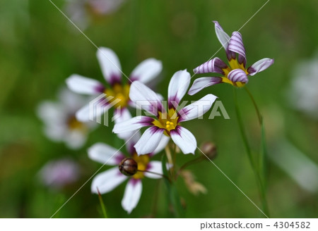 Niwazekishou Niwazekishou 4304582