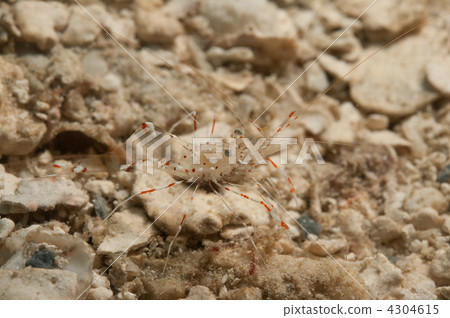 Clear Cleaner Shrimp whole body Clear Cleaner Shrimp whole body 4304615
