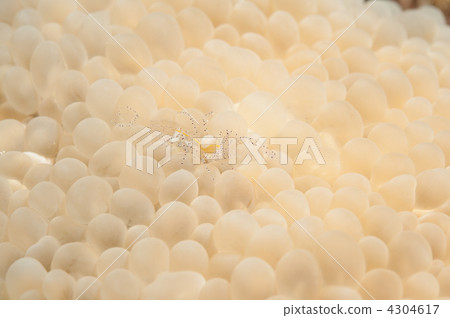 Kazari sea anemone prawn Kazari sea anemone prawn 4304617