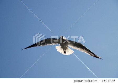 Flying seagull 4304886