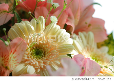 Gerbera pastel 4304955