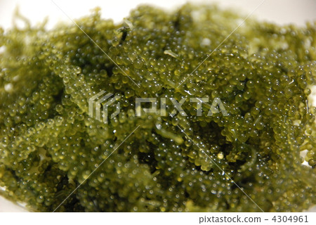 海洋葡萄 海洋葡萄 4304961