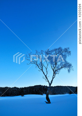 Snow wetlands and trees Snow wetlands and trees 4305094