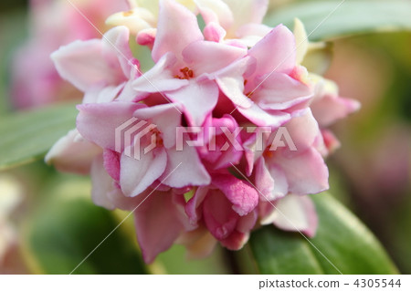 Sinking flower Sinking flower 4305544