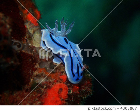 Nuushi Nuushi 4305867