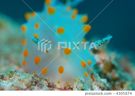 Nuushi Nuushi 4305874