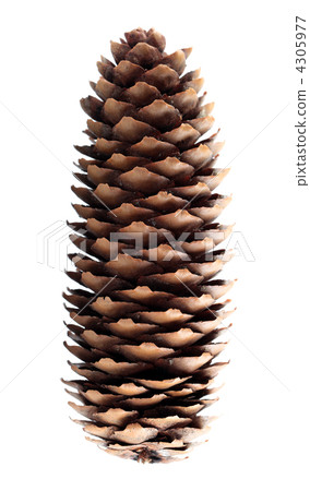 pinecone pinecone 4305977