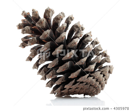 pinecone pinecone 4305978