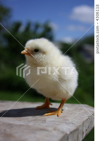 chicken 4306118