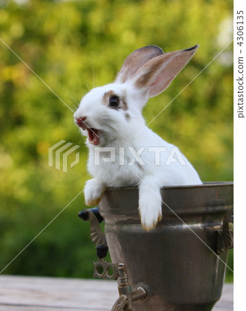 rabbit rabbit 4306135
