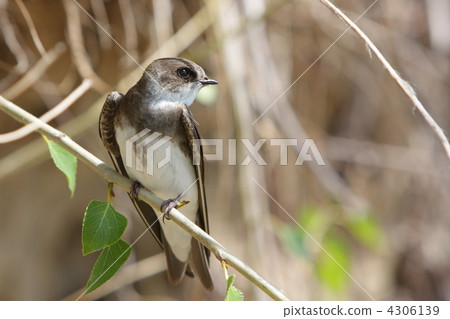 Swallow, Riparia riparia. Swallow, Riparia riparia. 4306139