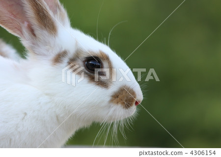 Cute bunny rabbit 4306154