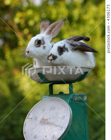 weighing of two rabbit 4306173