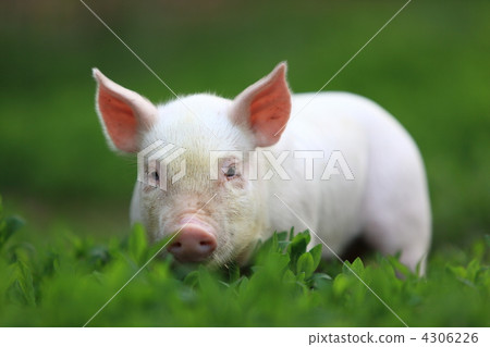 pigling pigling 4306226