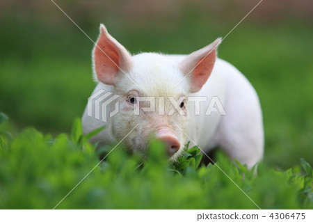 Pig. 4306475