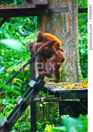 Orangutan's mother and child (Sepilock / Borneo / East Malaysia) Orangutan's mother and child (Sepilock / Borneo / East Malaysia) 4306682