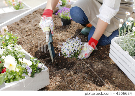 花朵 花 花卉 4306684