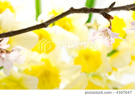 櫻花與Narcissus一起減少 櫻花與Narcissus一起減少 4307047
