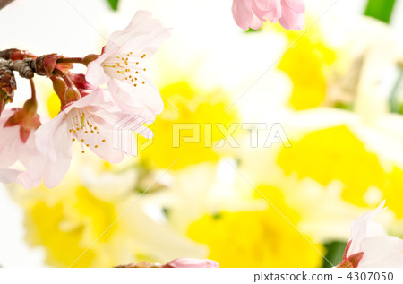 櫻花與Narcissus一起減少 櫻花與Narcissus一起減少 4307050
