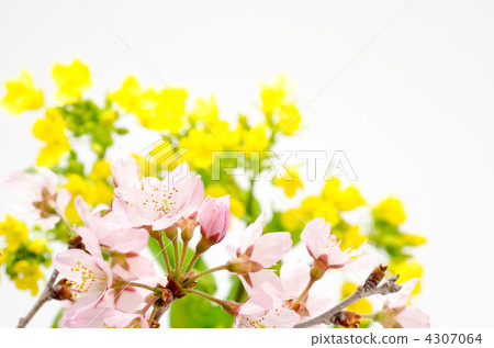 櫻桃切花與強姦花回來 櫻桃切花與強姦花回來 4307064