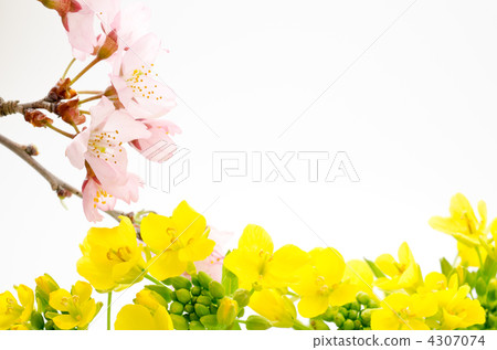 Cut the flowers of cherry and rape Cut the flowers of cherry and rape 4307074