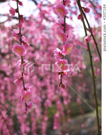 叼著梅花 4307184