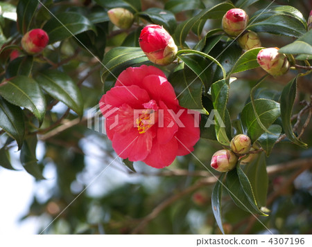 Tsubakiba camellia Tsubakiba camellia 4307196