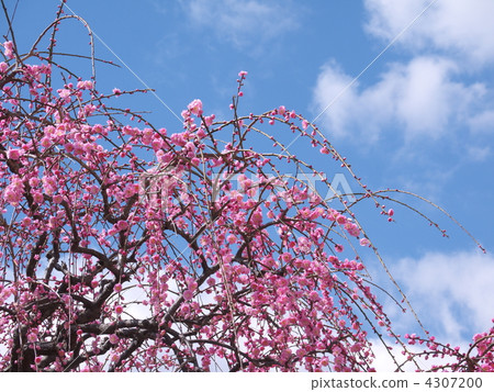 叼著梅花 4307200