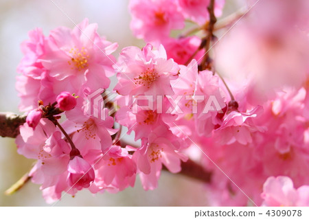deep red weeping cherry, weeping cherry, weeping cherry tree 4309078