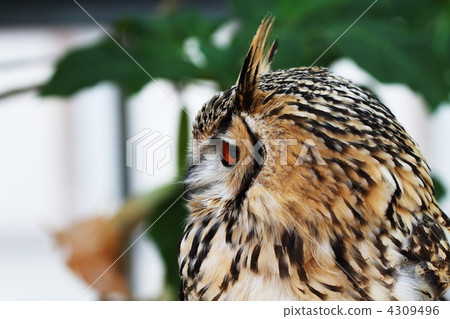 大角貓頭鷹 4309496