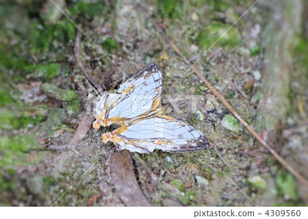 Ishigaki butterfly which stops spreading feathers on mountain path Ishigaki butterfly which stops spreading feathers on mountain path 4309560