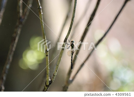 在樹枝上休息 在樹枝上休息 4309561