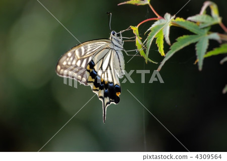 停止在新鮮的綠色葉子葉子的Ageha 4309564